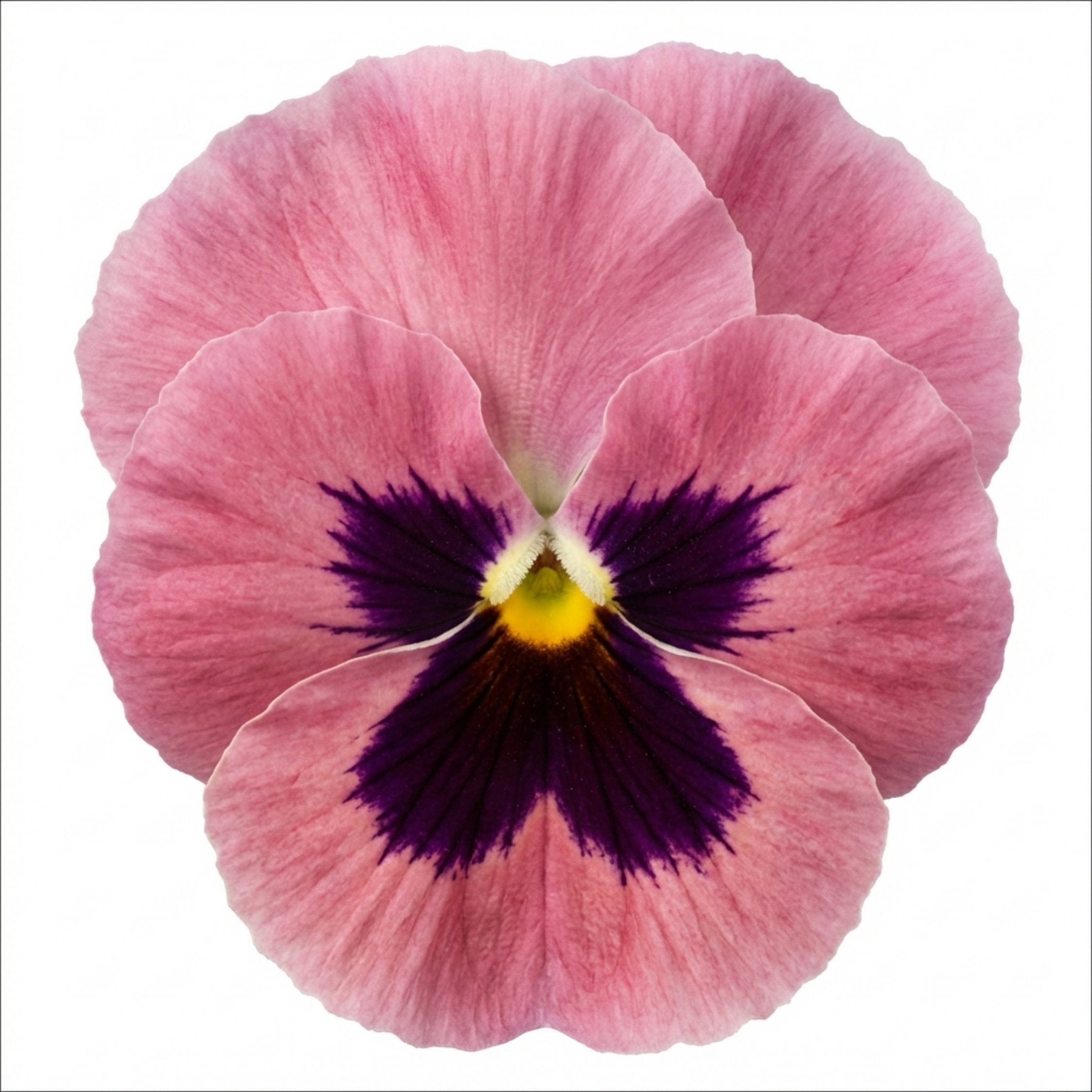 Pansy 'Pink with Blotch' — Hardy Bedding, Bee-Friendly, 3L Pot