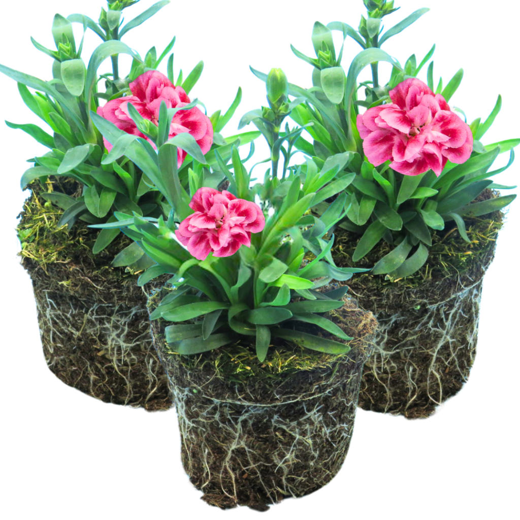 Dianthus ‘Oscar Pink Purple’ — Hardy Perennial, 10.5cm Pot (Set of 3 or 6)
