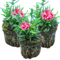 Dianthus ‘Oscar Pink Purple’ — Hardy Perennial, 10.5cm Pot (Set of 3 or 6)