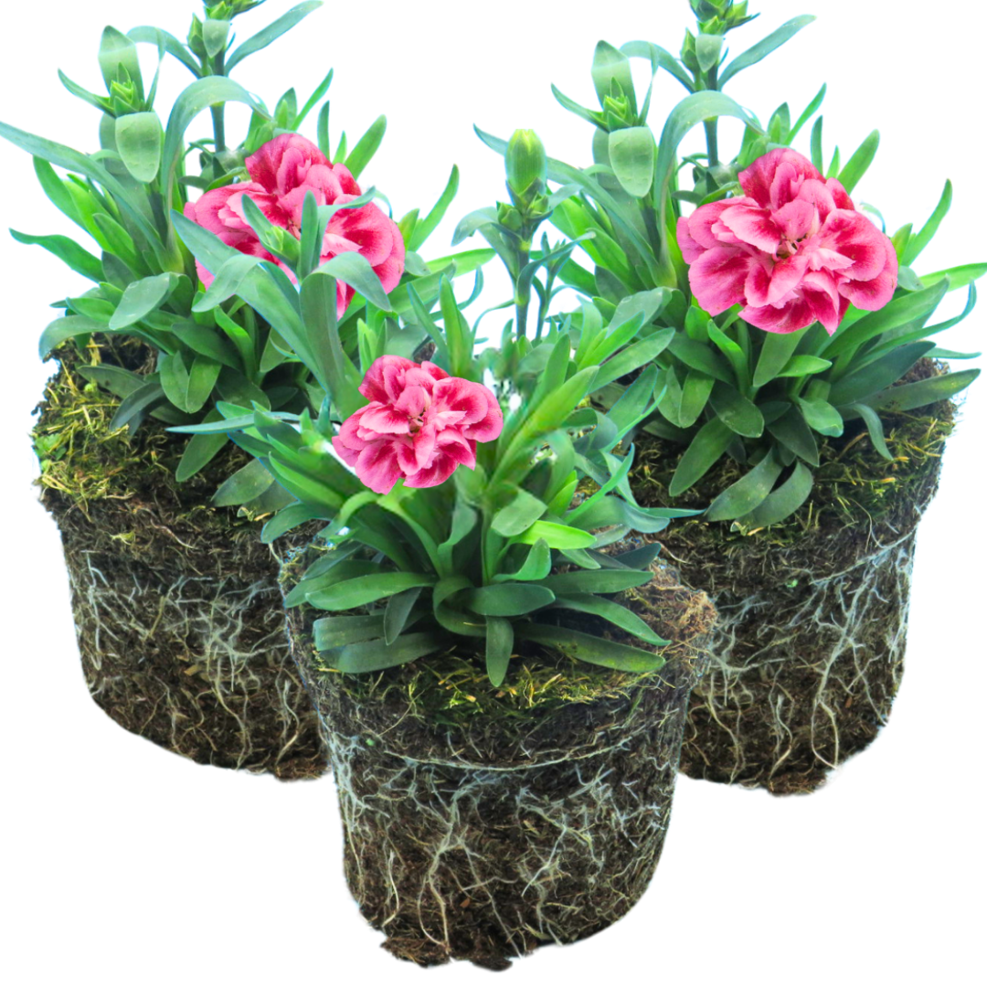 Dianthus ‘Oscar Pink Purple’ — Hardy Perennial, 10.5cm Pot (Set of 3 or 6)