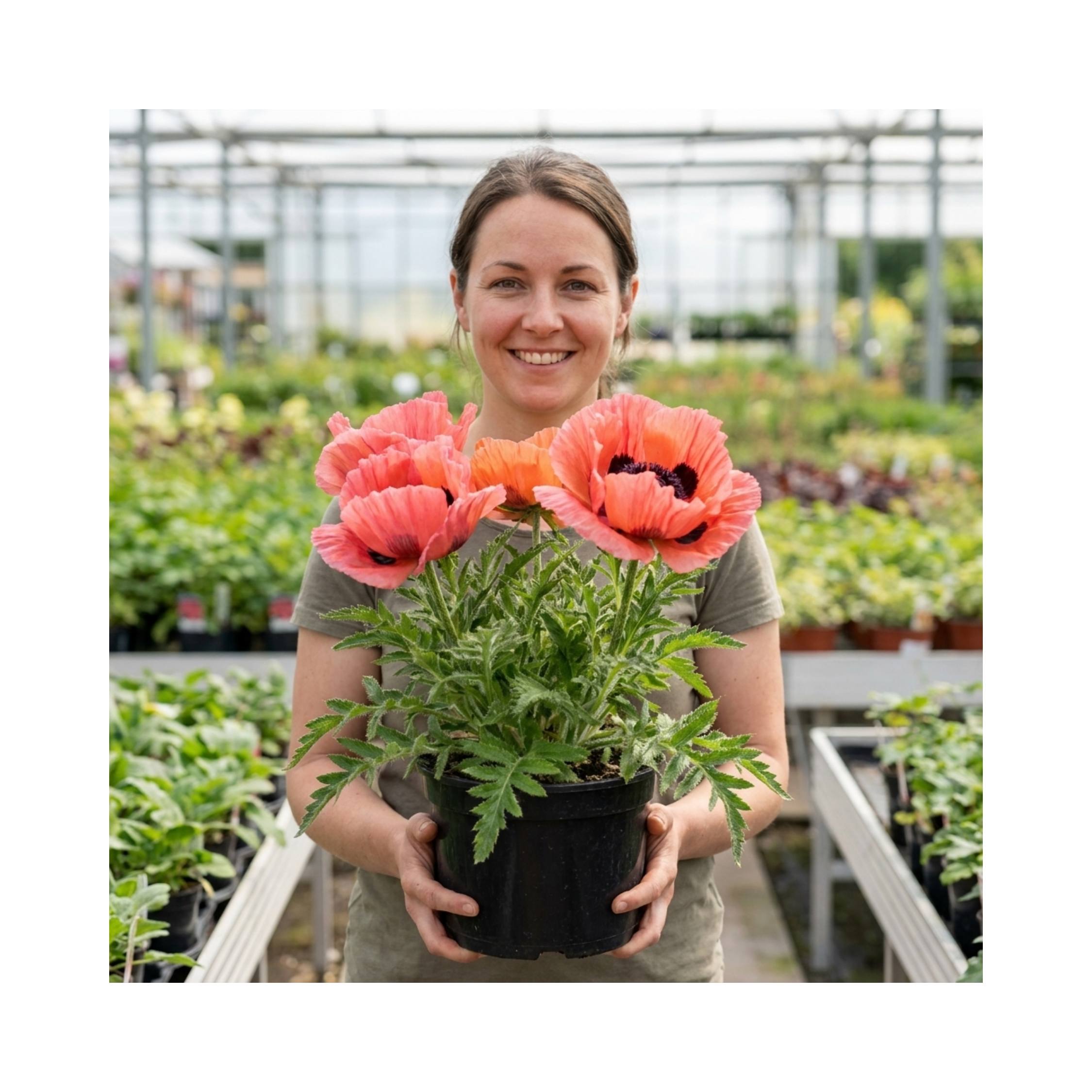 Papaver ‘Bolero’ — Hardy Perennial, Bee-Friendly, 3L Pot