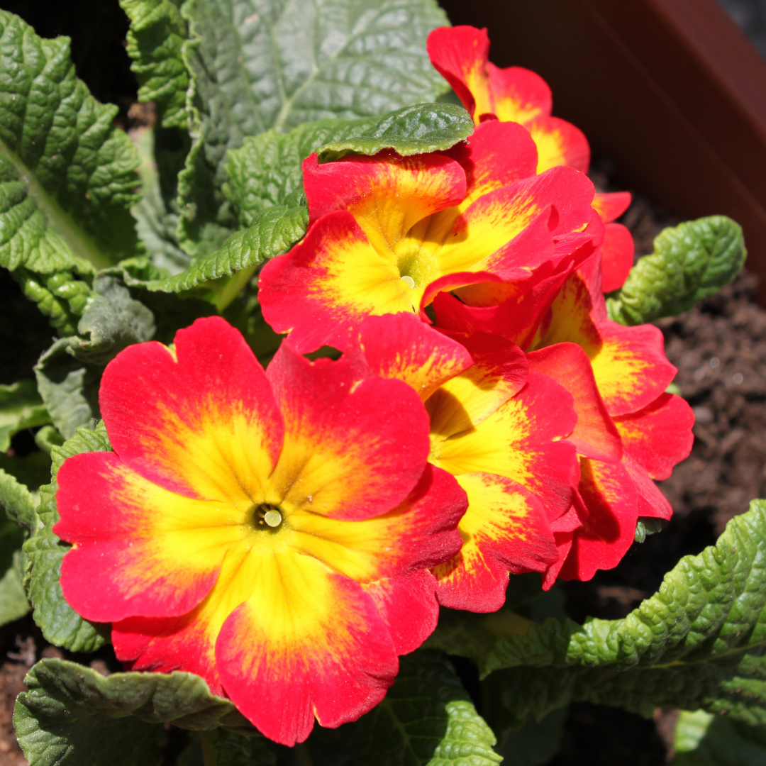 Primrose ‘Red’ — Hardy Perennial, Bee-Friendly, 10.5cm Pot