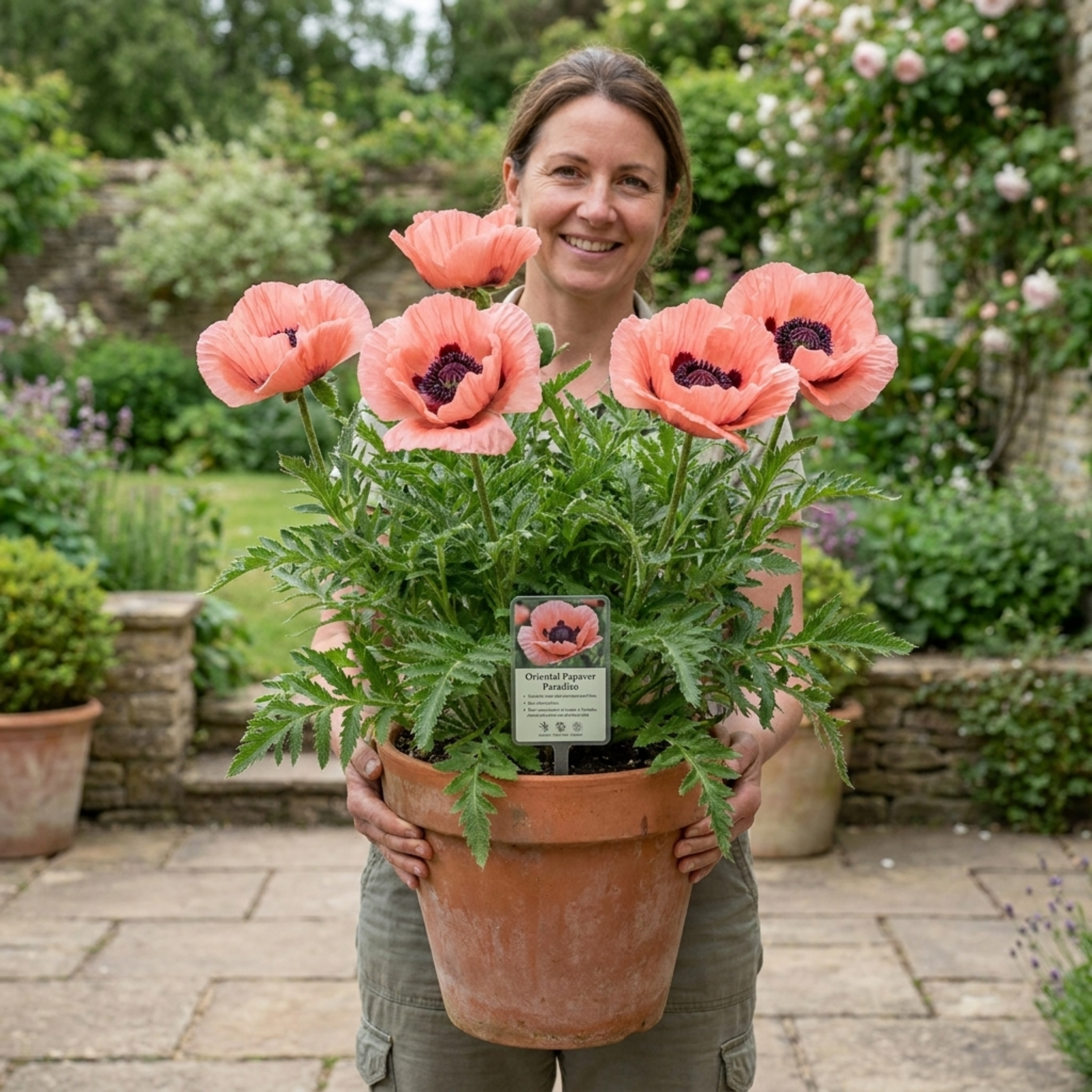 Papaver ‘Paradiso’ — Hardy Perennial, Bee-Friendly, 3L Pot