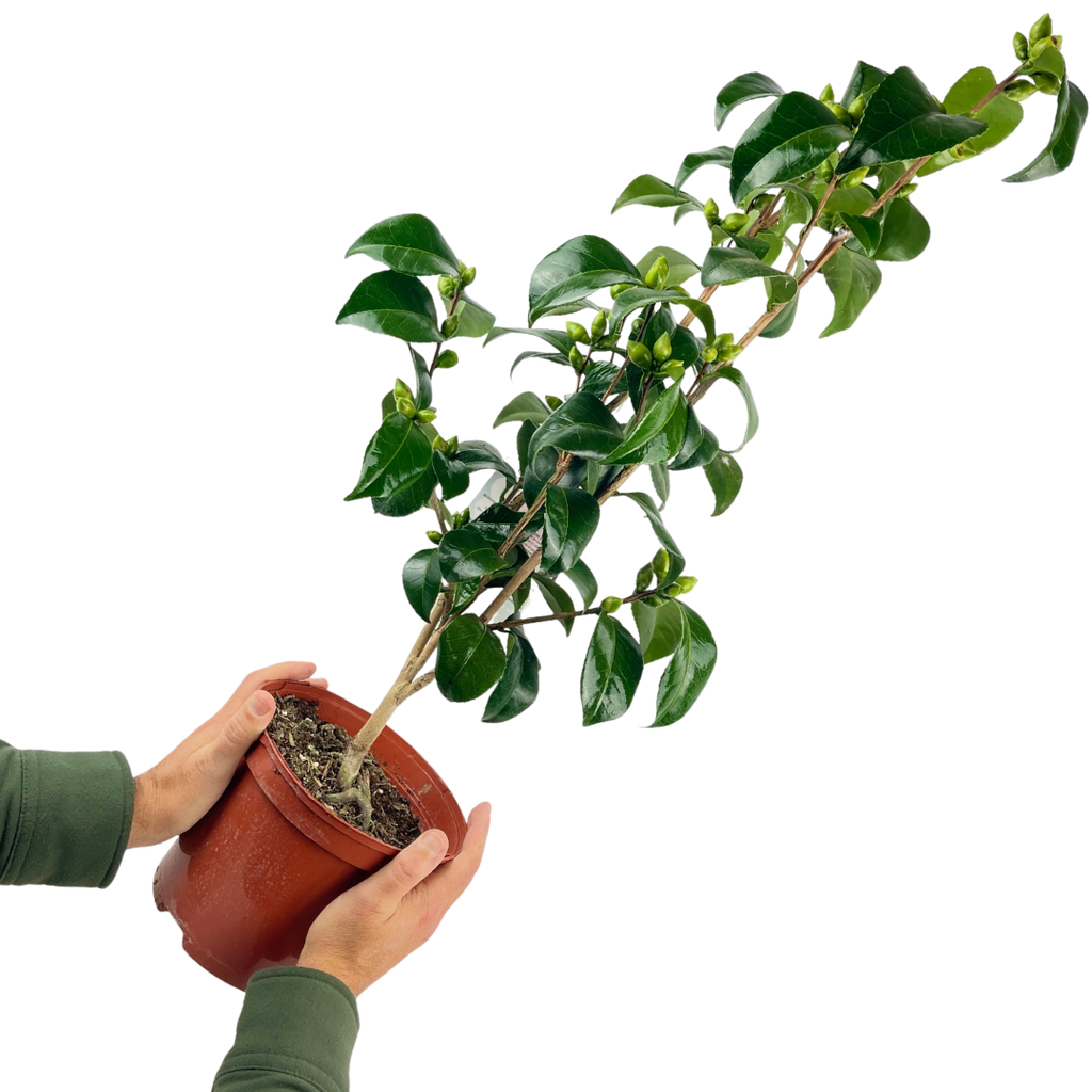 Camellia ‘Red’ — Hardy Shrub, 3L Pot