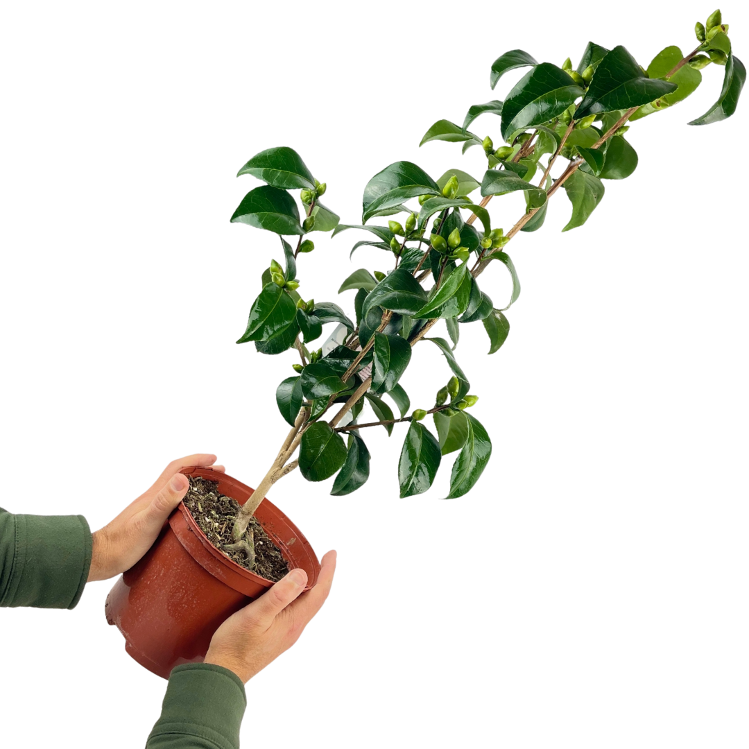 Camellia ‘Red’ — Hardy Shrub, 3L Pot