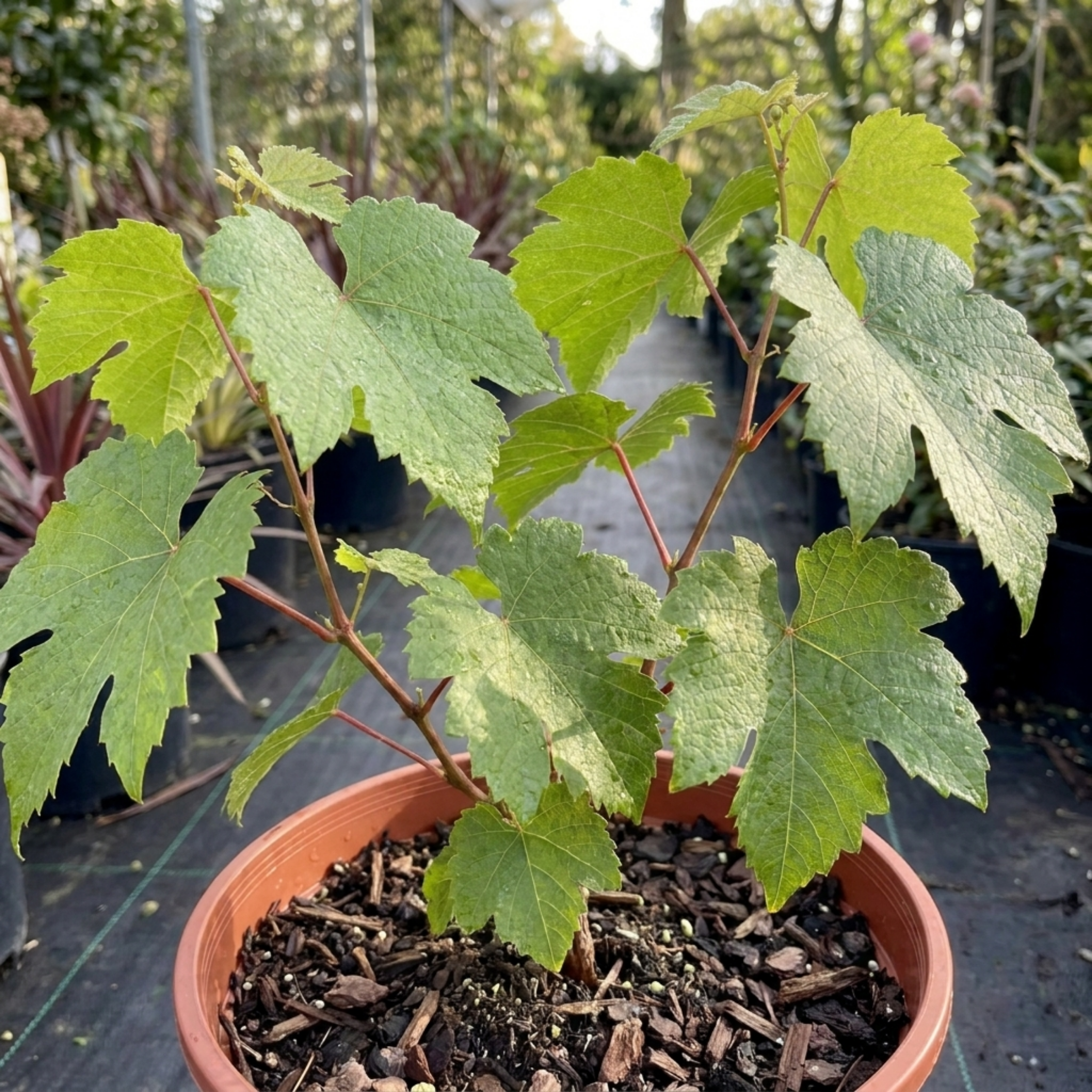 Superior ‘Seedless White Grape Vine’ — Hardy Deciduous Climbing Vine, 3L Pot