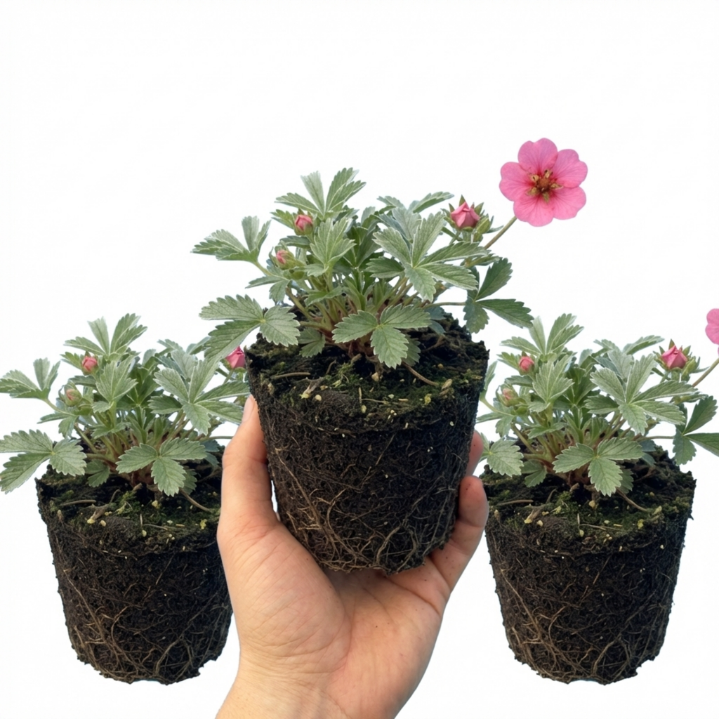 Potentilla ‘Miss Wilmott’ — Hardy Perennial, Bee-Friendly, 1L Pot (Set of 3 or 6)