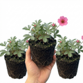 Potentilla ‘Miss Wilmott’ — Hardy Perennial, Bee-Friendly, 1L Pot (Set of 3 or 6)