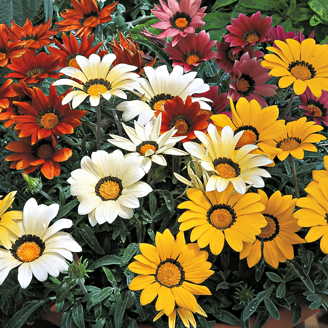 Gazania ‘Kiss Any Colour Mix’ — Hardy Perennial, 1L Pot (Set of 3 or 6)