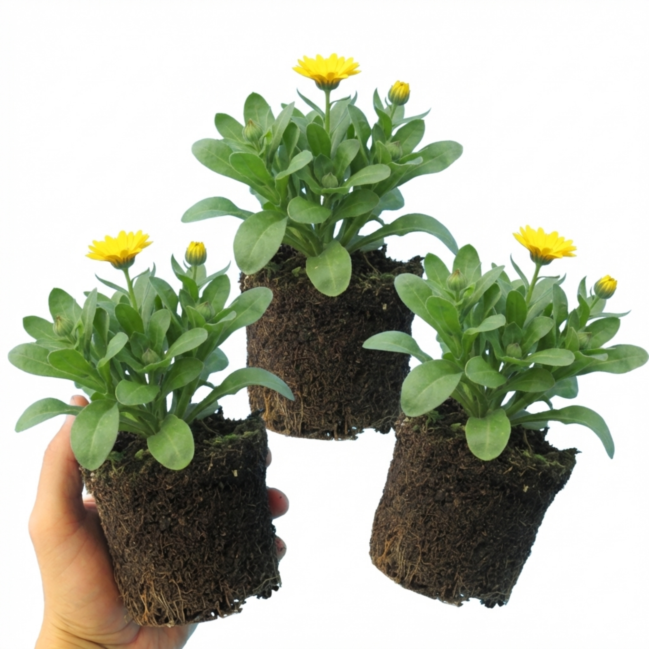 Calendula ‘Fiesta Yellow’ — Hardy Perennial, 1L Pot (Set of 3 or 6)