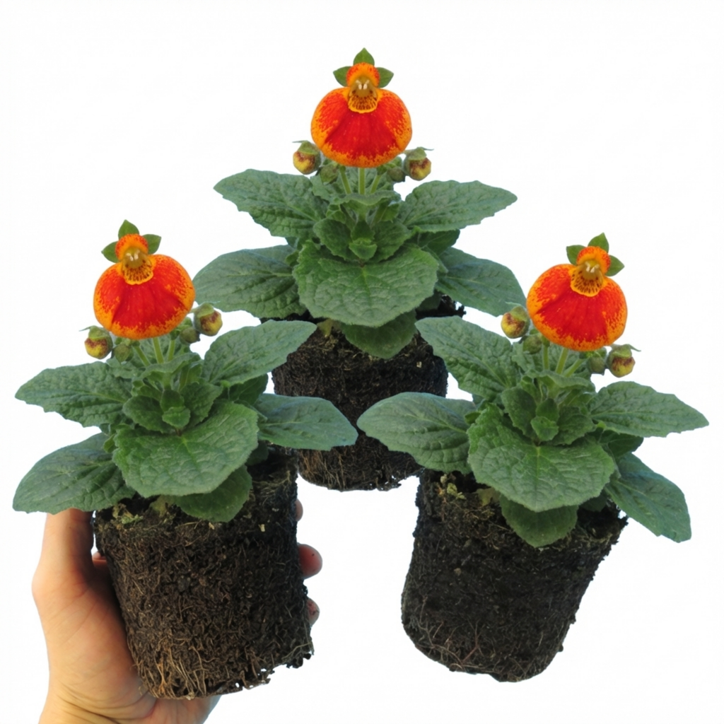 Calceolaria ‘Red Orange Bicolour’ — Hardy Perennial, 1L Pot (Set of 3 or 6)