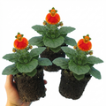Calceolaria ‘Red Orange Bicolour’ — Hardy Perennial, 1L Pot (Set of 3 or 6)