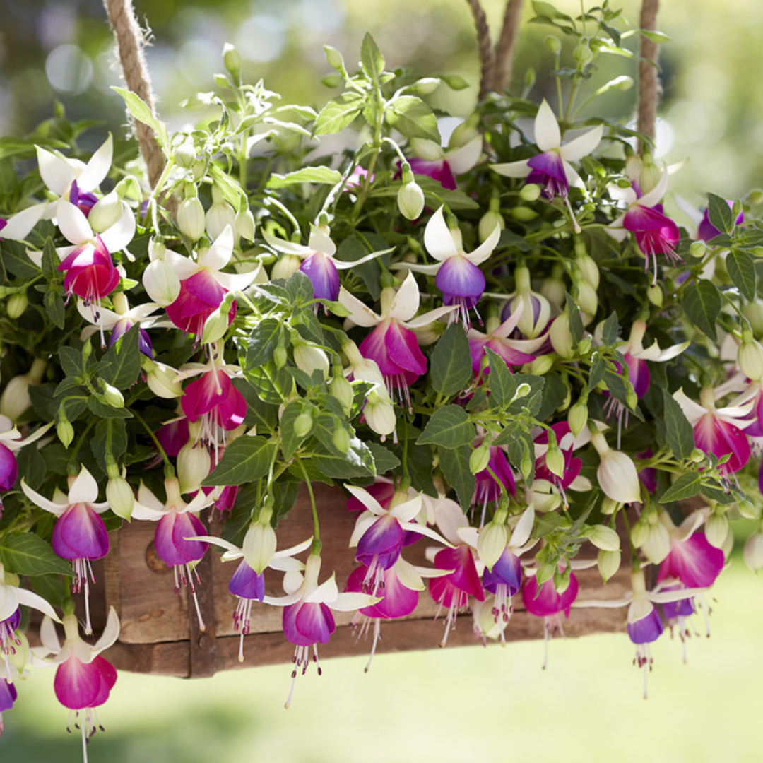 Fuchsia ‘Nora’ — Patio Fuchsia (semi-tender perennial), Bee-Friendly, 10.5cm Pot (Set of 3 or 6)