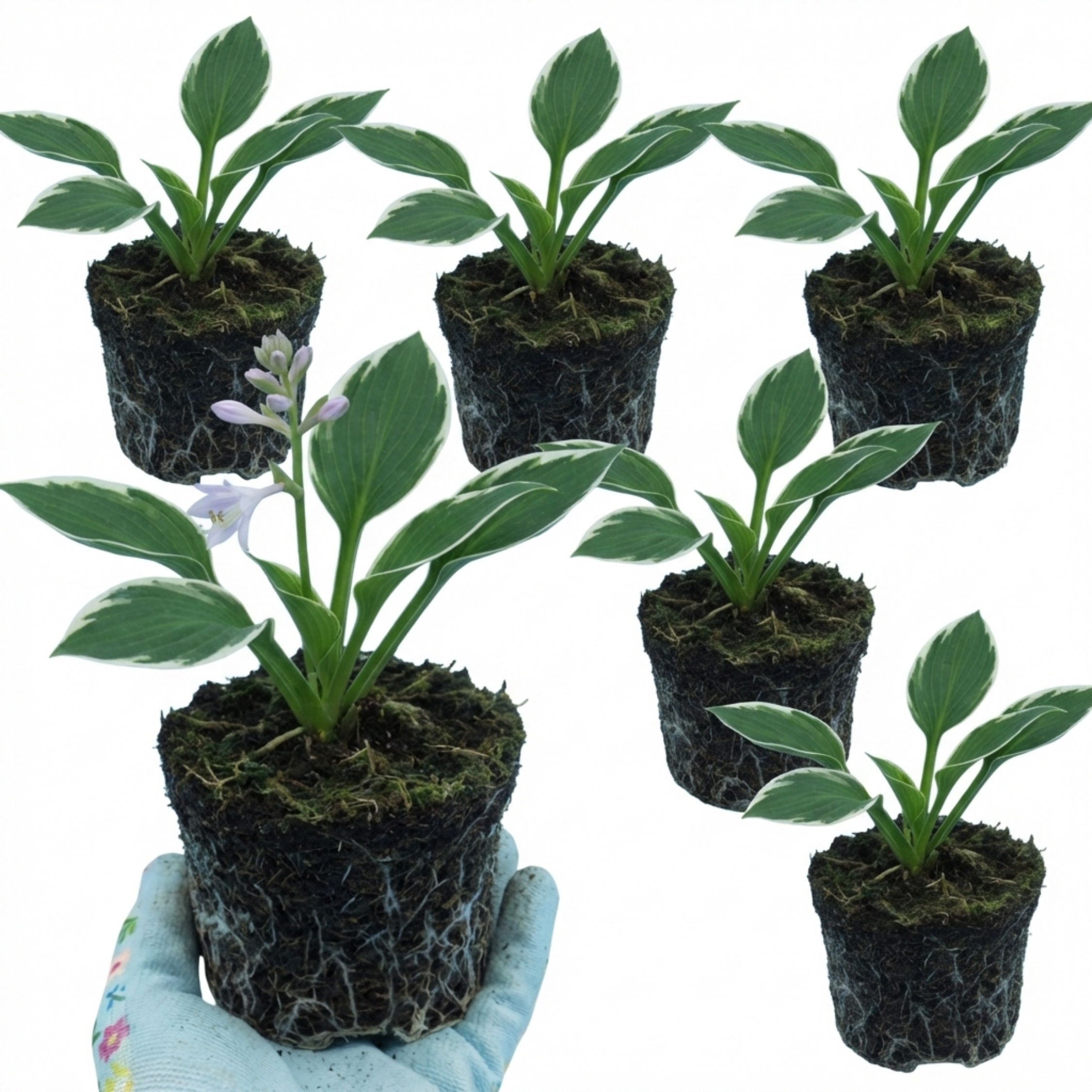 Hosta 'Francee' — Plantain Lily, Hardy Perennial, 1L Pot (Set of 3 or 6)