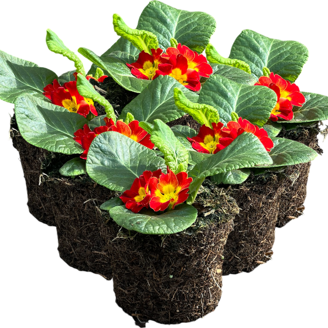 Primrose ‘Red’ — Hardy Perennial, Bee-Friendly, 10.5cm Pot