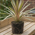 Cordyline ‘Eurostripe’ — Hardy Perennial, 3L Pot
