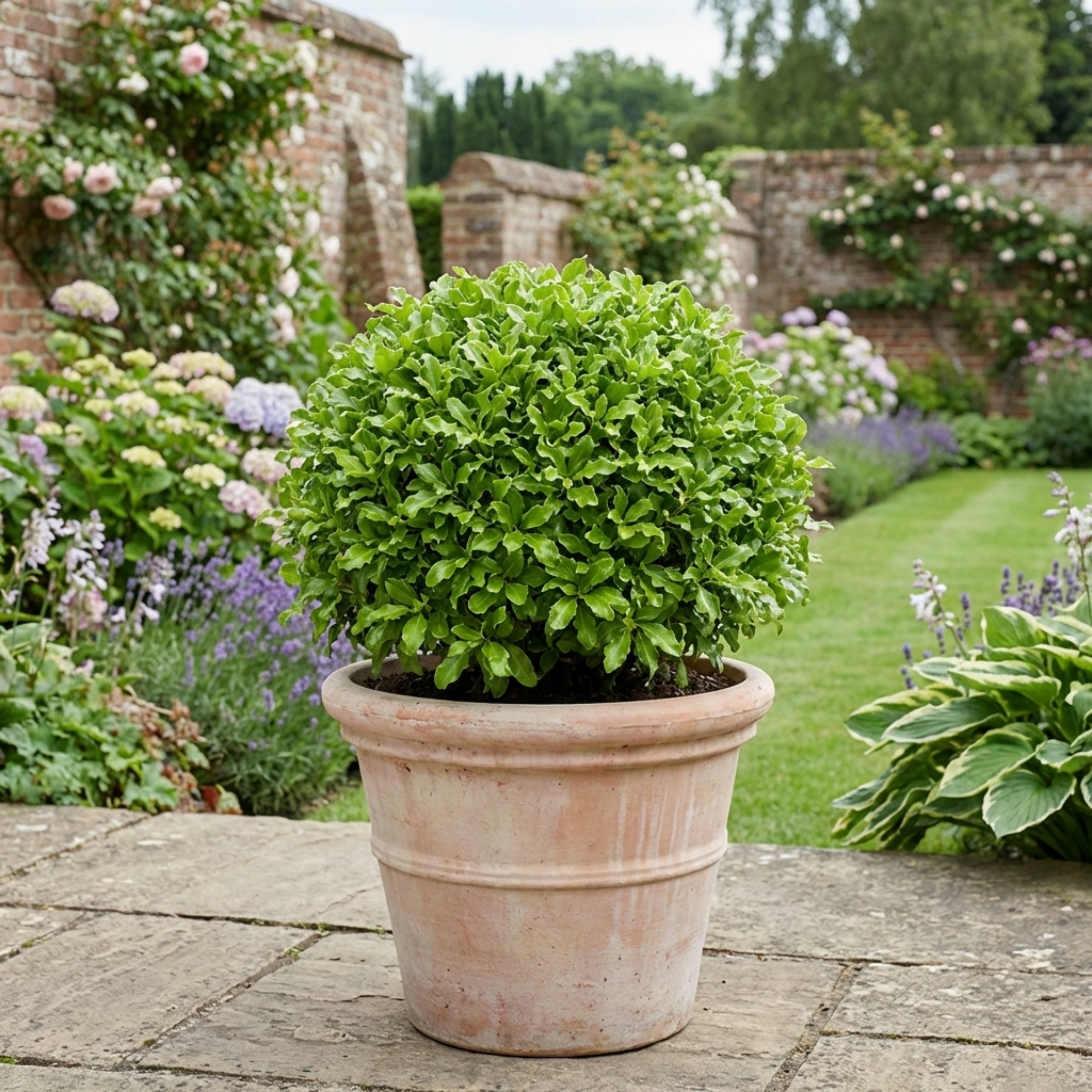 Pittosporum ‘Golf Ball’ — Evergreen Shrub, 3L Pot