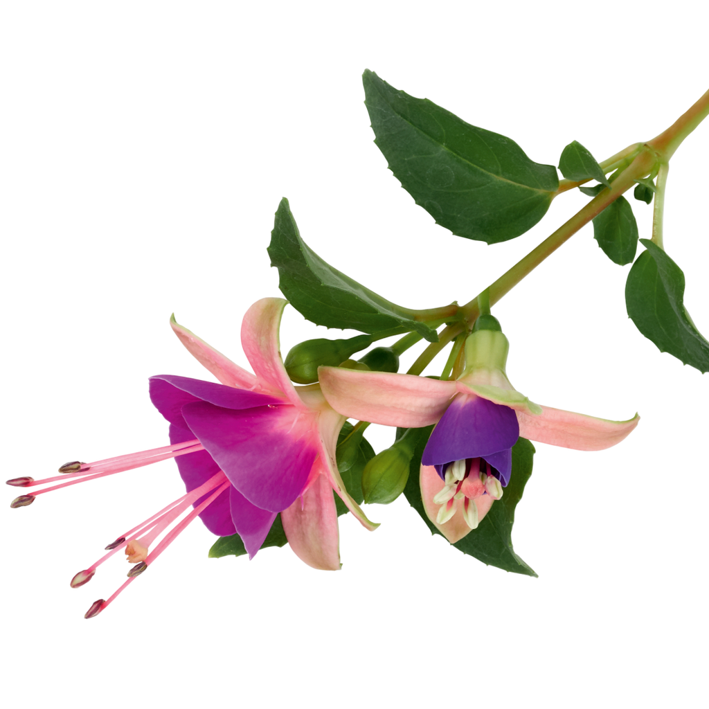 Fuchsia ‘Diva Light Pink and Purple’ — Hardy Perennial, Bee-Friendly, 1L Pot