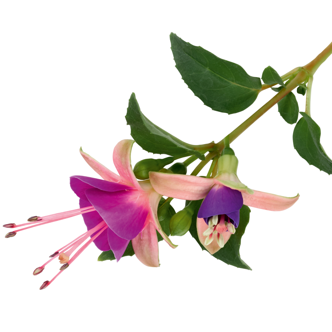 Fuchsia ‘Diva Light Pink and Purple’ — Hardy Perennial, Bee-Friendly, 1L Pot