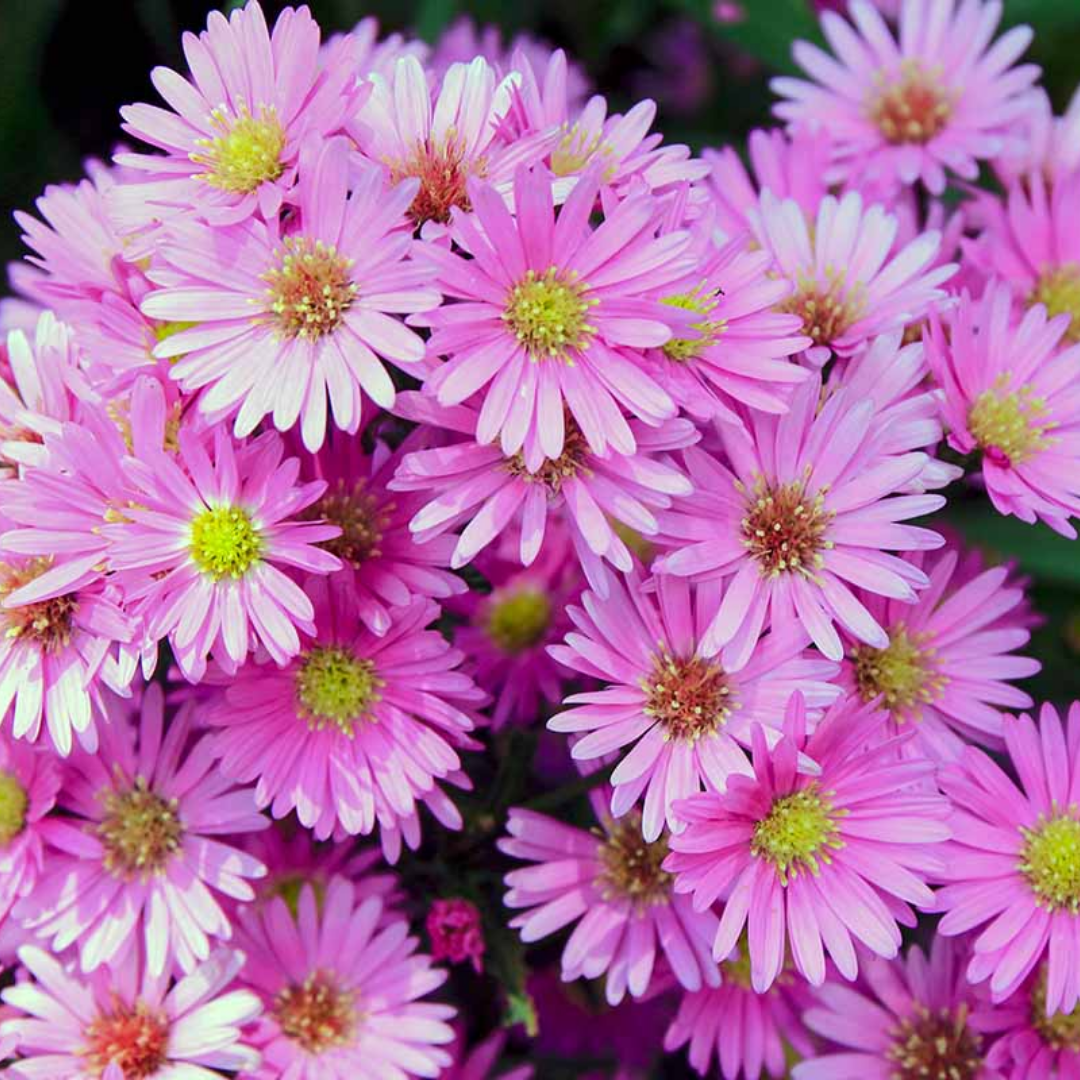 Aster ‘Alpha Light Pink’ — Hardy Perennial, 2L Pot