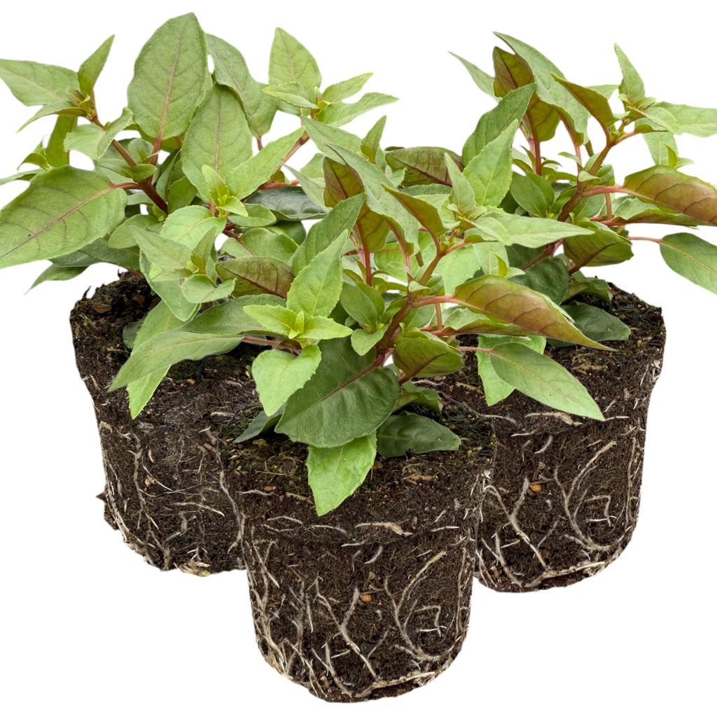 Fuchsia ‘Lydia’ — Patio Fuchsia (semi-tender perennial), Bee-Friendly, 10.5cm Pot (Set of 3 or 6)