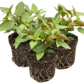 Fuchsia ‘Lydia’ — Patio Fuchsia (semi-tender perennial), Bee-Friendly, 10.5cm Pot (Set of 3 or 6)