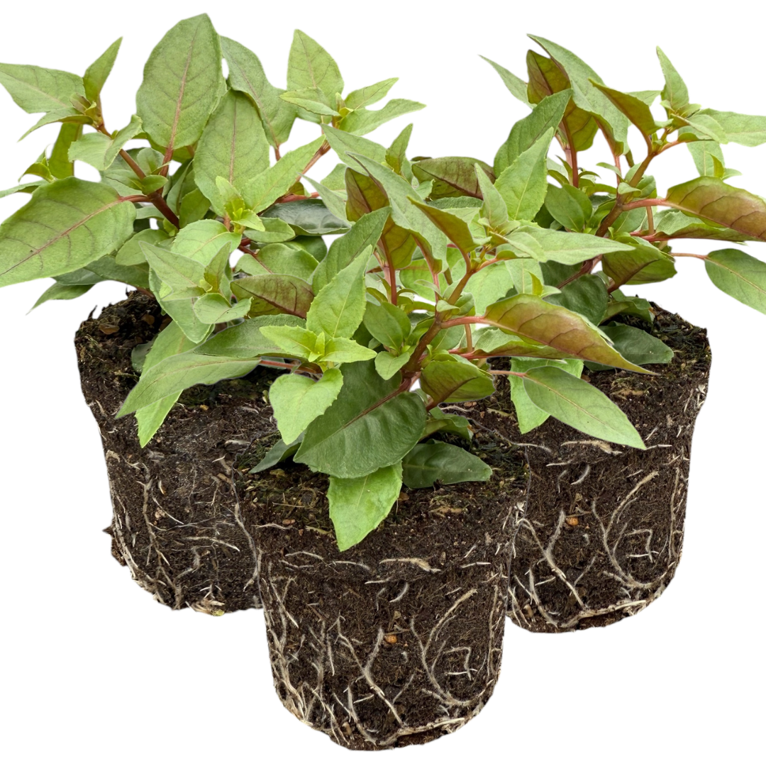 Fuchsia ‘Lydia’ — Patio Fuchsia (semi-tender perennial), Bee-Friendly, 10.5cm Pot (Set of 3 or 6)