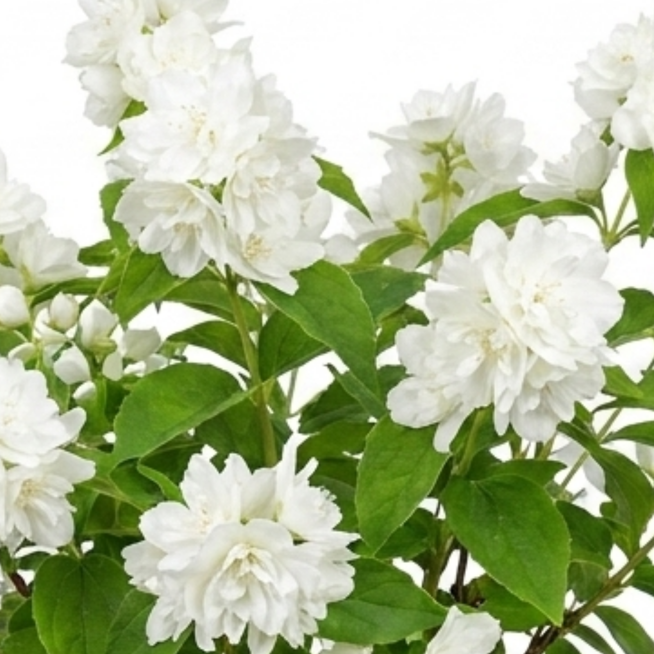 Philadelphus ‘Snowbelle Mock Orange’ — Deciduous Shrub, Bee-Friendly, 3L Pot