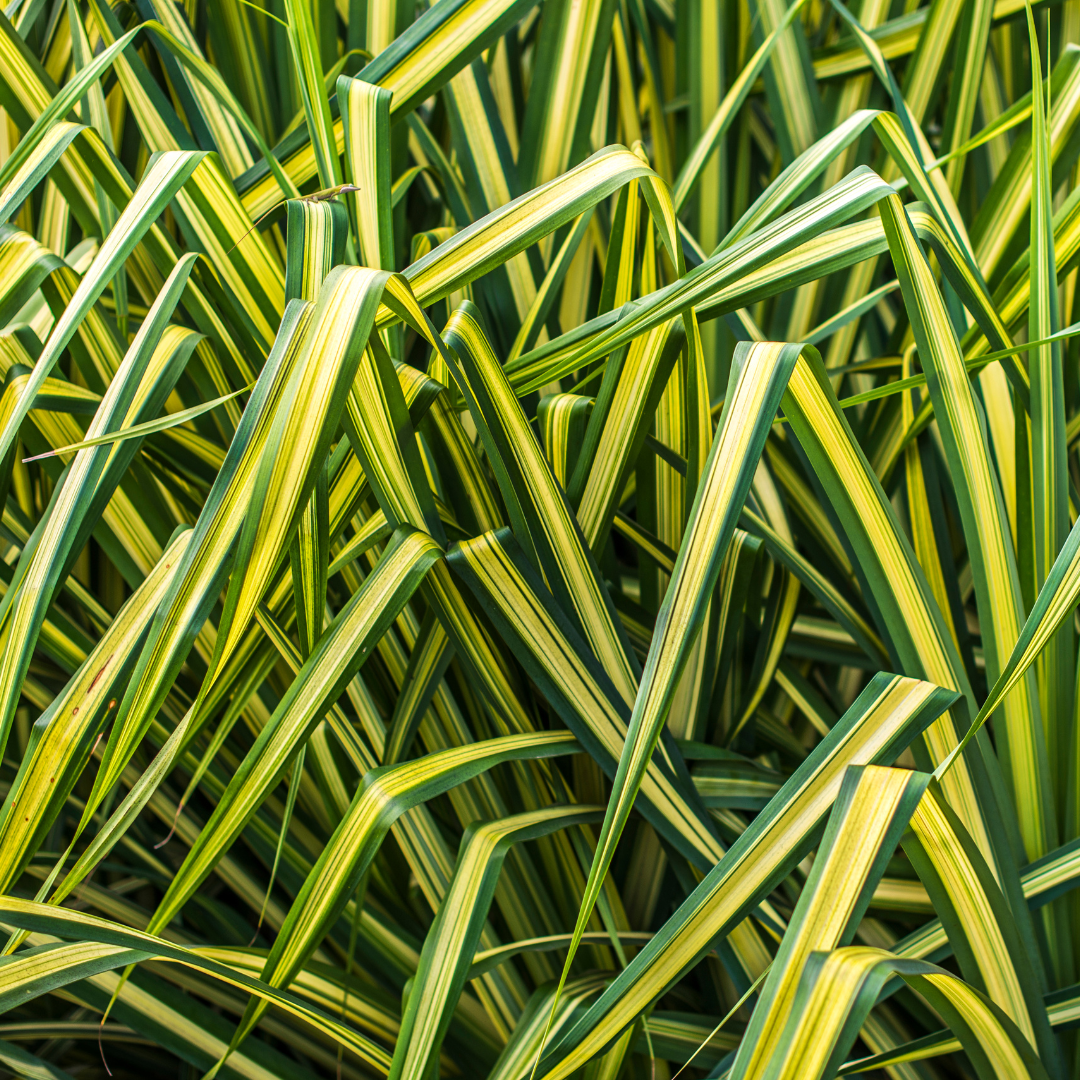 Carex ‘Everglow’ — Hardy Perennial, Bee-Friendly, 2L Pot