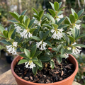 Osmanthus ‘Burkwoodii’ — Evergreen Shrub, Bee-Friendly, 3L Pot