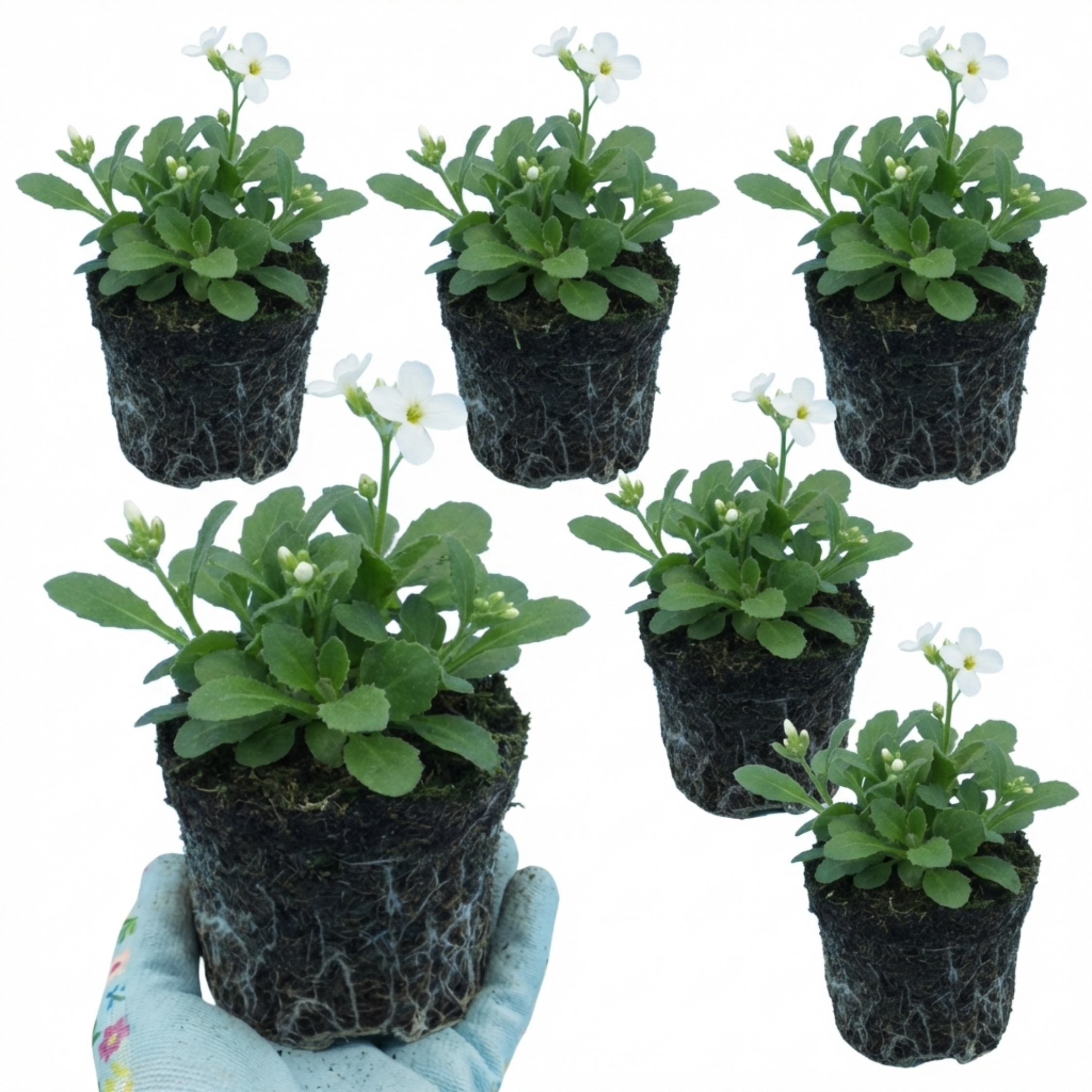 Arabis ‘Aubris White’ — Evergreen Alpine Perennial, 1L Pot (Set of 3 or 6)