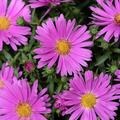 Aster ‘Alpha Light Pink’ — Hardy Perennial, 2L Pot