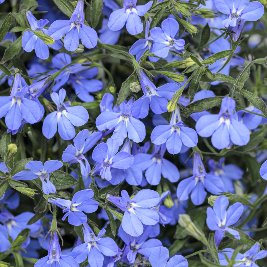 Lobelia ‘Sweet Springs Blue’ — Half-hardy Annual, 10.5cm Pot (Set of 3 or 6)