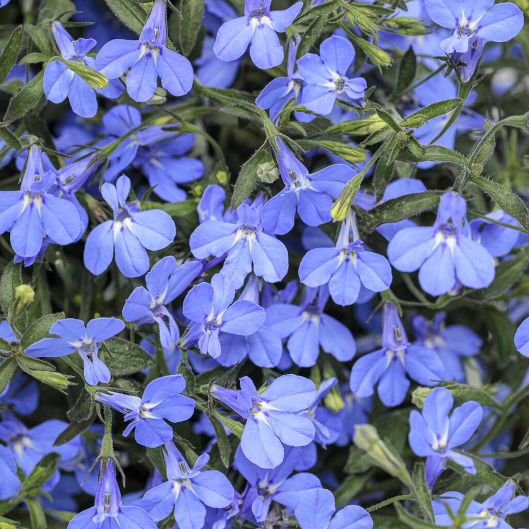 Lobelia ‘Sweet Springs Blue’ — Half-hardy Annual, 10.5cm Pot (Set of 3 or 6)