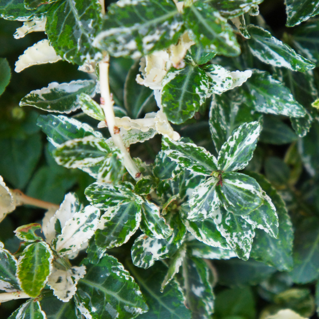 Euonymus ‘Harlequin’ — Hardy Shrub, 2L Pot