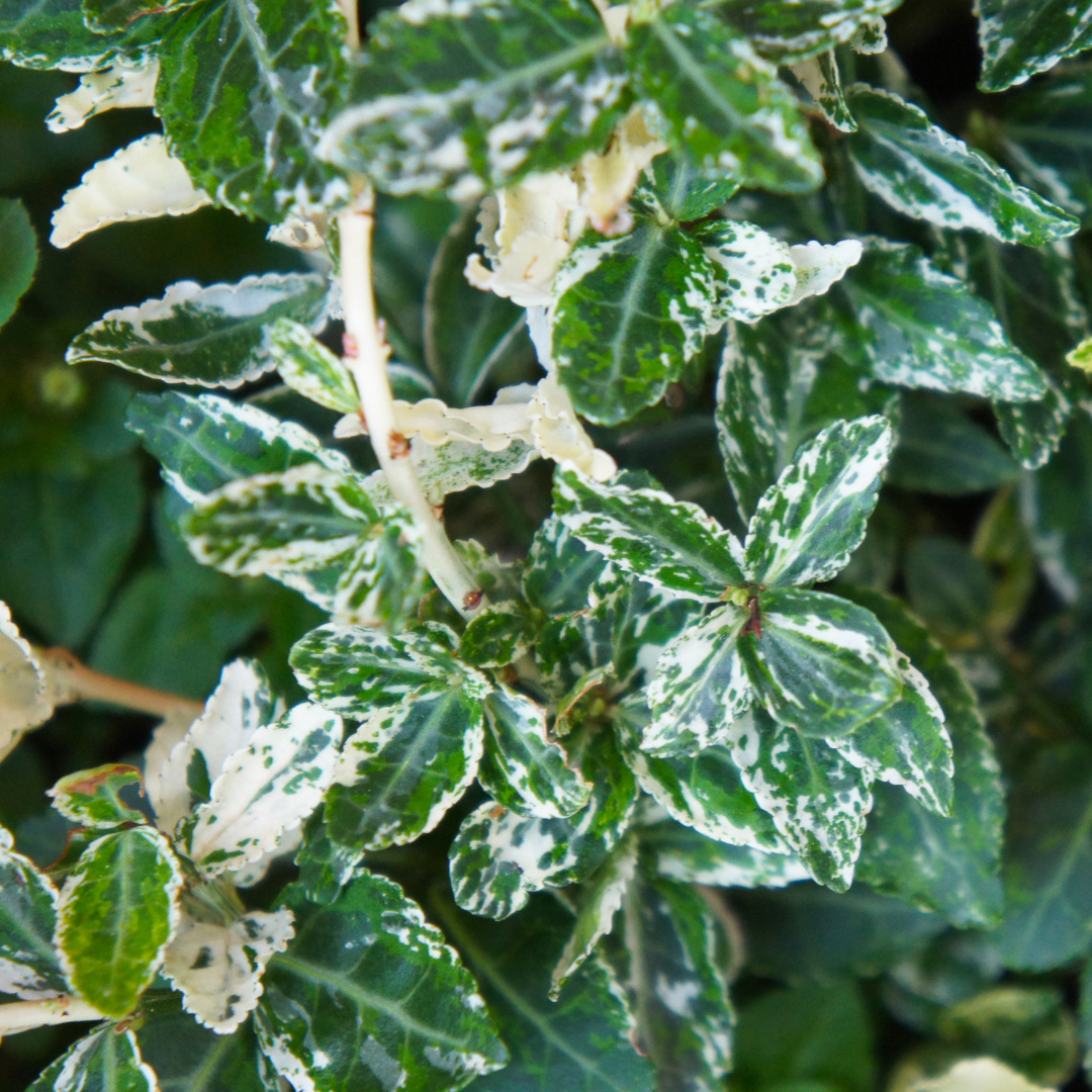 Euonymus ‘Harlequin’ — Hardy Shrub, 2L Pot