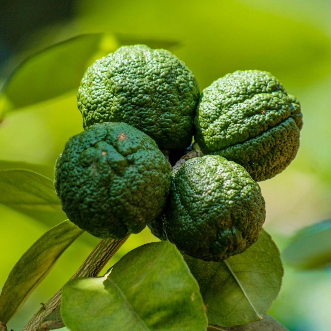 Mini Kaffir Lime Tree (Citrus hystrix) — Tender Evergreen Fruit Tree, 15cm Pot
