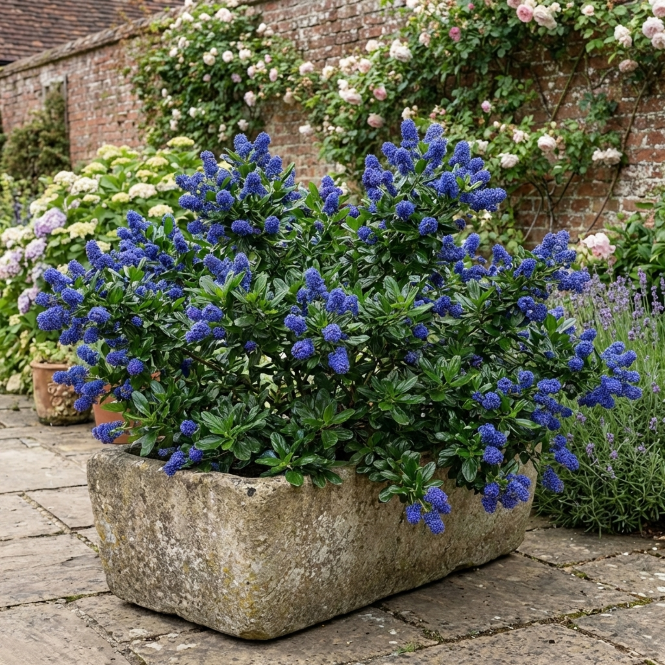 Ceanothus ‘Yankee Point California Lilac’ — Evergreen Shrub, Bee-Friendly, 3L Pot