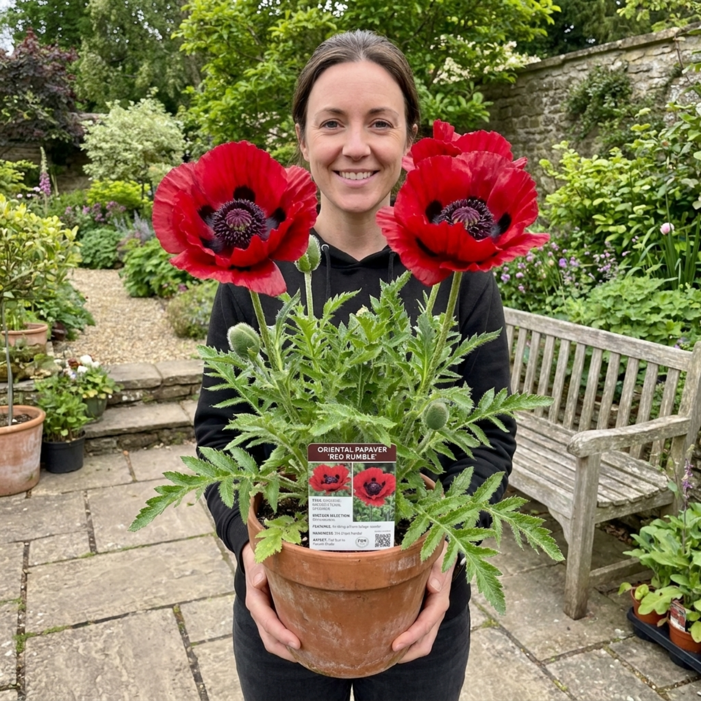 Papaver ‘Red Rumble’ — Hardy Perennial, Bee-Friendly, 3L Pot