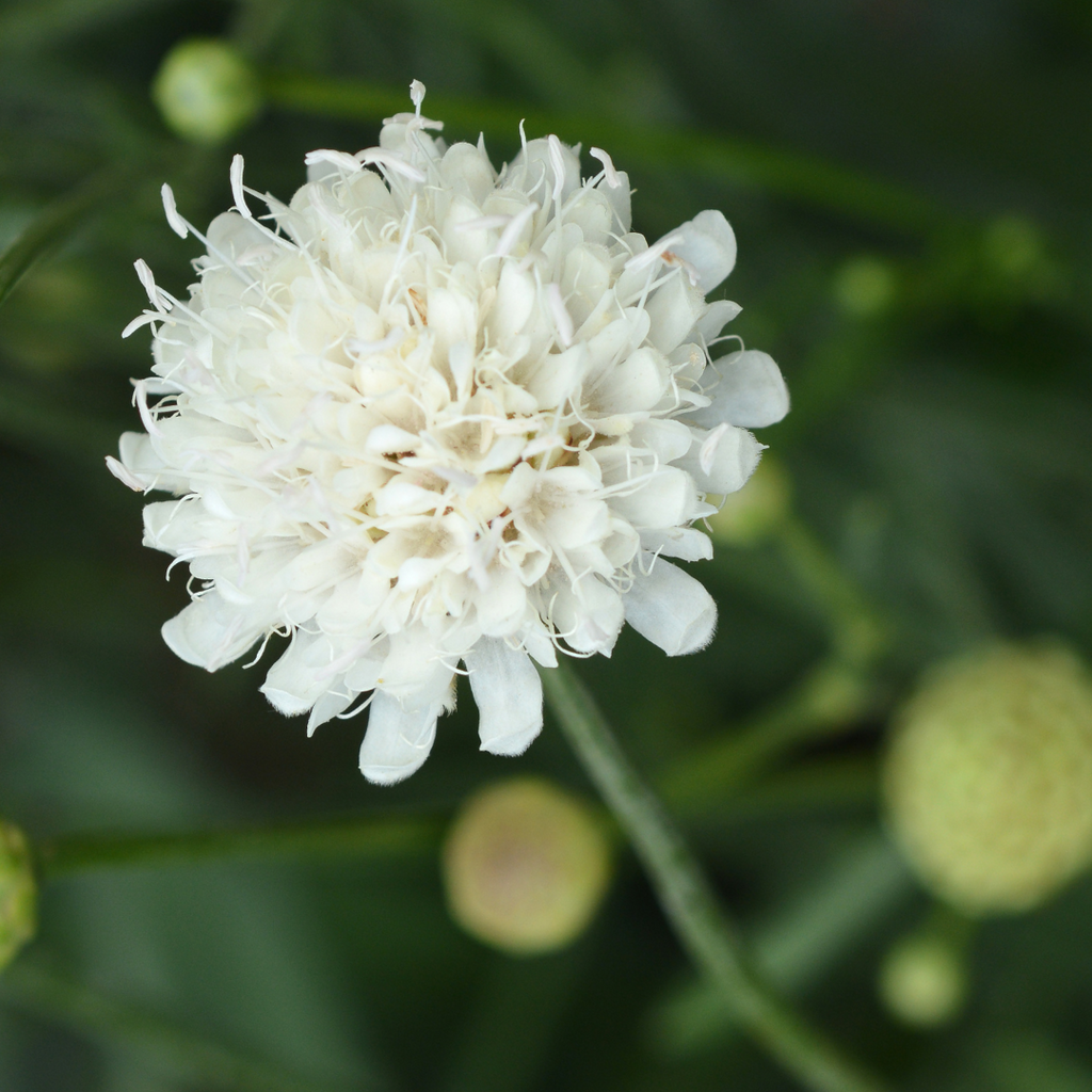 Scabious ‘Kudo White’ — Hardy Perennial, 2L Pot