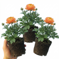 Ranunculus ‘Vortex Orange Apricot’ — Tuberous Perennial, Bee-Friendly, 1L Pot (Set of 3 or 6)