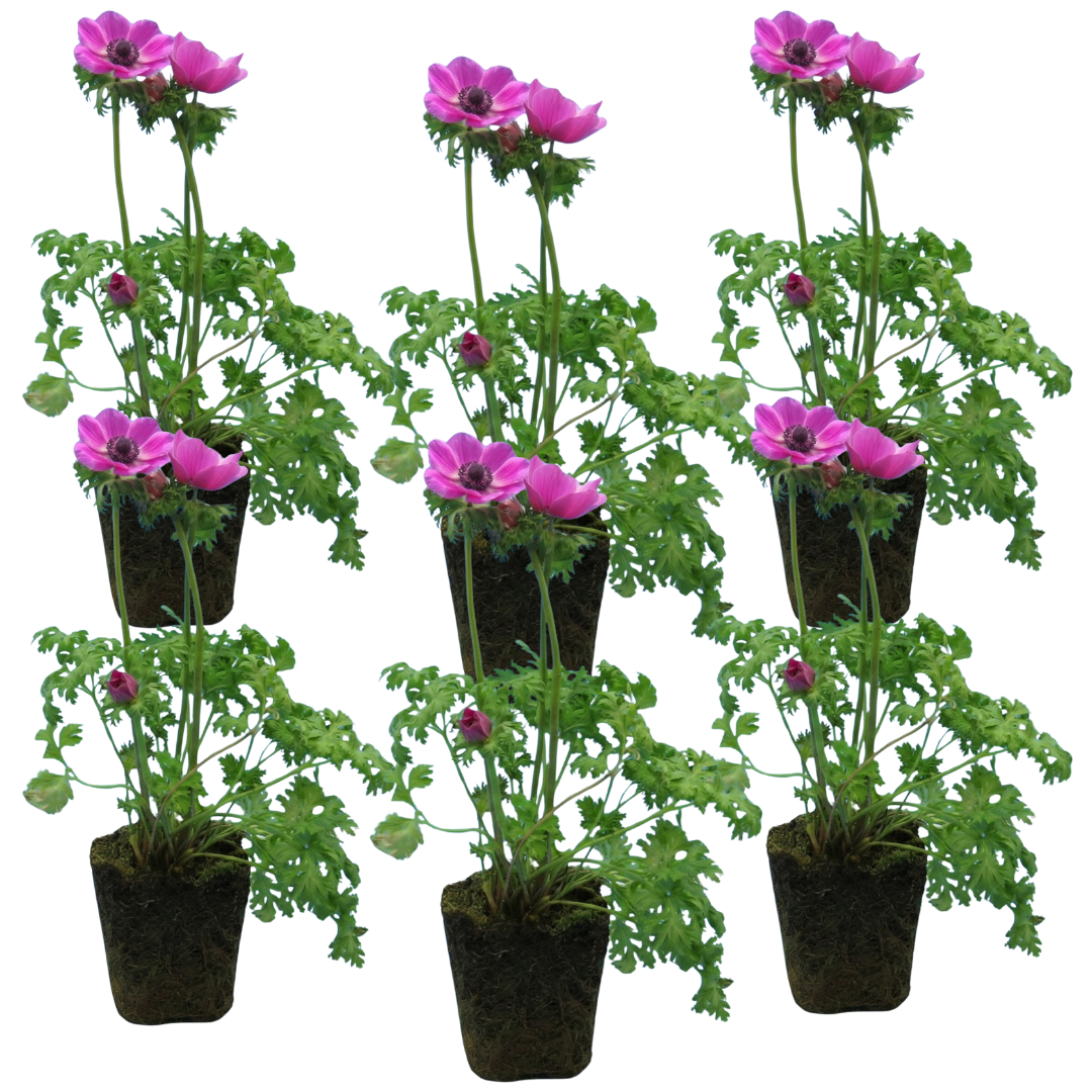 Anemone 'Harmony Orchid' — Hardy Perennial, 1L Pot (Set of 3 or 6)