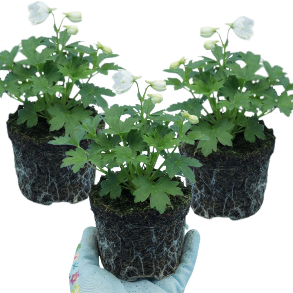 Delphinium ‘Pacific Giants Galahad’ — Hardy Perennial, Bee-Friendly, 1L Pot (Set of 3 or 6)