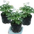 Delphinium ‘Pacific Giants Galahad’ — Hardy Perennial, Bee-Friendly, 1L Pot (Set of 3 or 6)