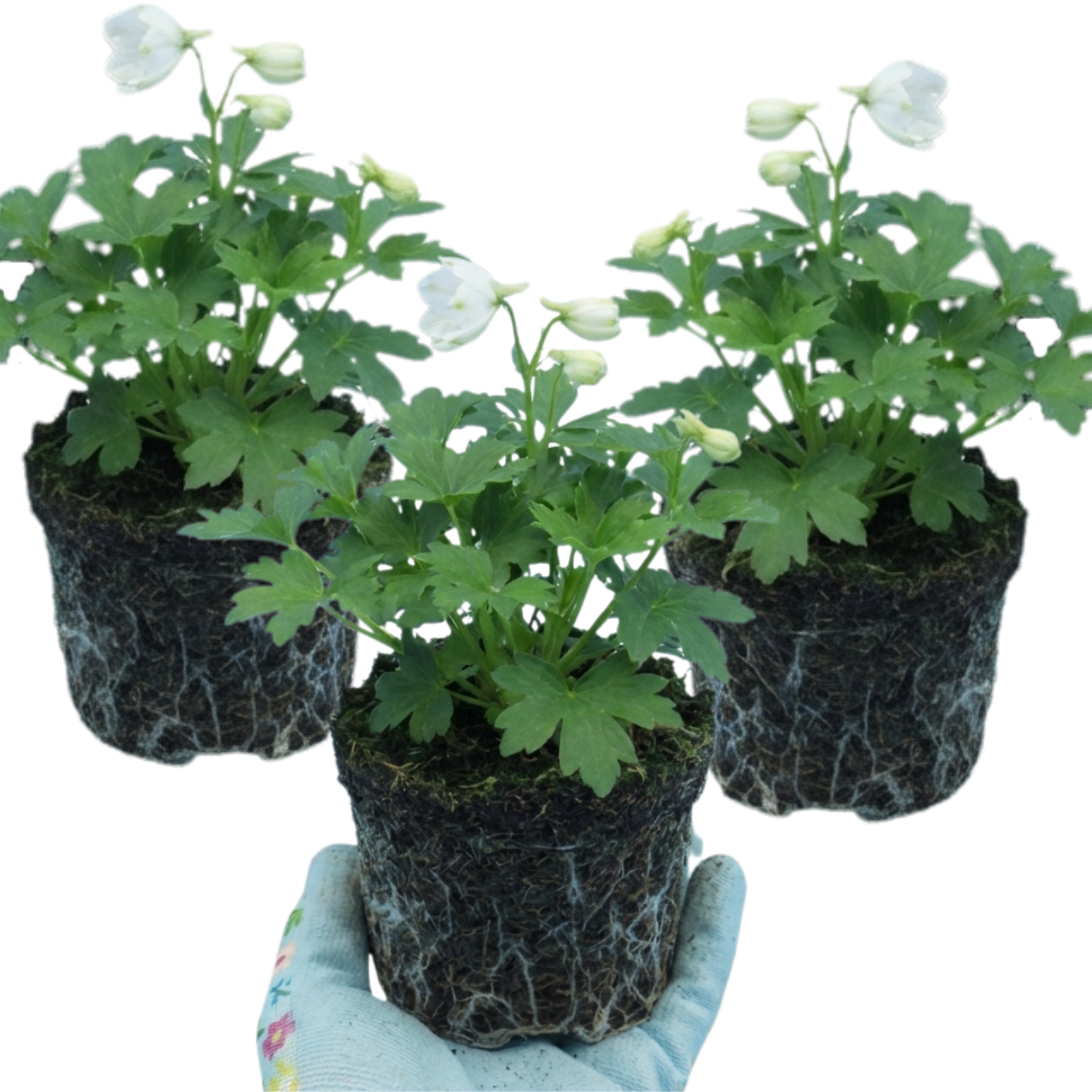 Delphinium ‘Pacific Giants Galahad’ — Hardy Perennial, Bee-Friendly, 1L Pot (Set of 3 or 6)