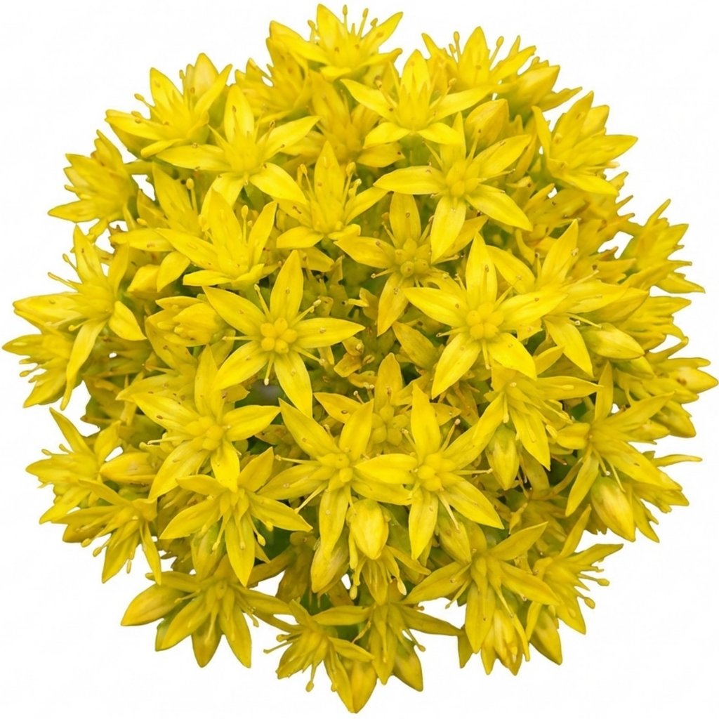 Sedum ‘Oracle’ — Hardy Perennial, Bee-Friendly, 11cm Pot (Set of 3 or 6)