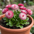 Bellis ‘Habanera Rose Pink Double Daisy’ — Hardy Perennial (often Grown As a Biennial), Bee-Friendly, 2L Pot