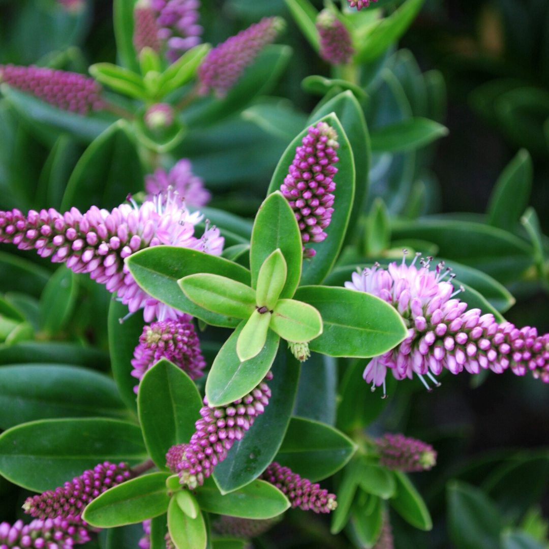 Hebe ‘New Zealand’ — Hardy Shrub, 2L Pot