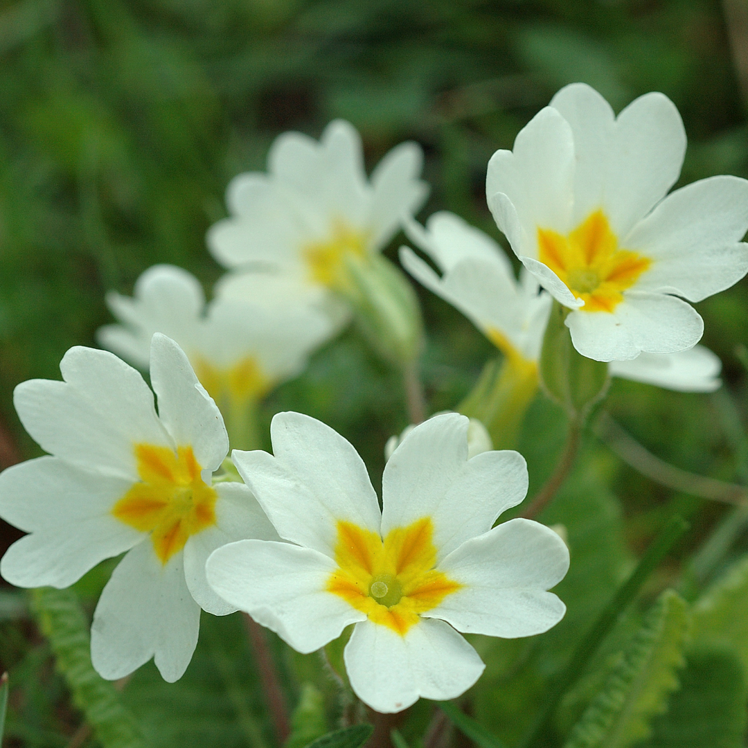 Primrose ‘White’ — Hardy Perennial, Bee-Friendly, 10.5cm Pot