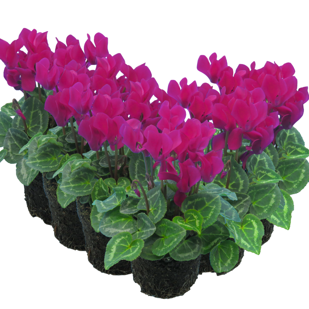 Cyclamen ‘Smartiz Violet Fonce’ — Tender Pot Plant (perennial in mild climates), 10.5cm Pot (Set of 3 or 6)